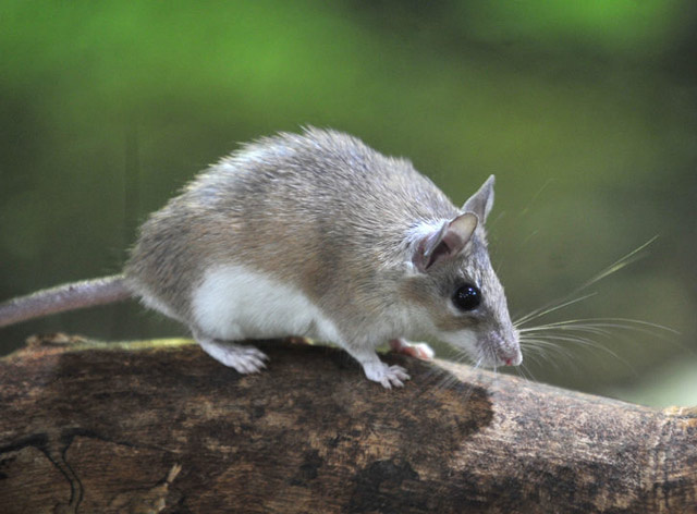 Dünyada sadece Mersin'de var! Anadolu dikenli faresi koruma altında