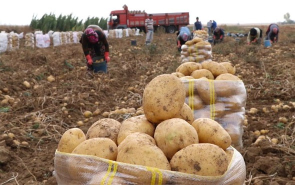 Patates tarlaları çamur oldu fiyatlar arttı