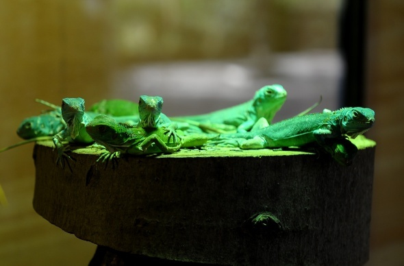 Gören şaştı kaldı iguananın aynı anda 47 tane yavrusu oldu