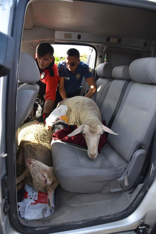 2 erkek 3 kadın 5 koyunu çaldı savunmaları 'pes' dedirtti...