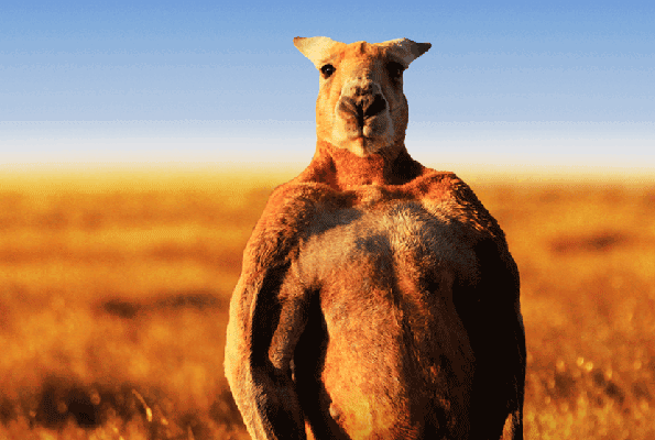 Kasları ile efsane kangurudan kötü haber