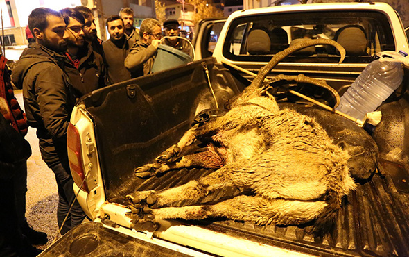 Koruma altındaki yaban keçisini avlayan 2 kişi hakkında yeni gelişme!