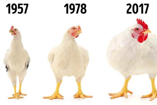 900 gramlık tavuklar 4,2 kiloya çıktı! Tavuklar yeni bir tür haline geldi