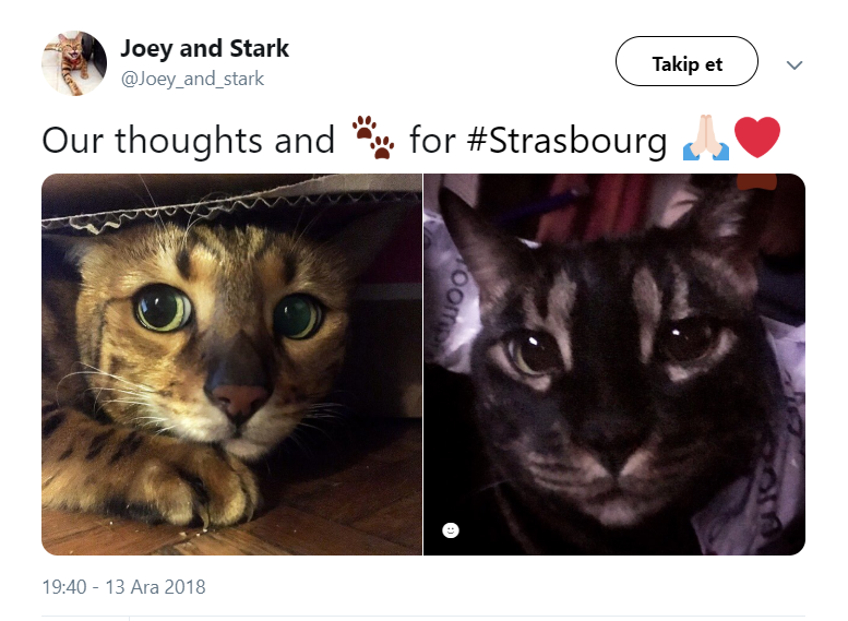 Strazburg saldırısı operasyonuna kedili destek