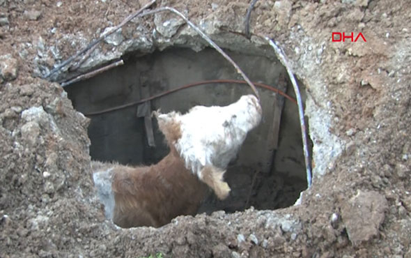 Havlayan köpek rögara düşen buzağıyı kurtardı