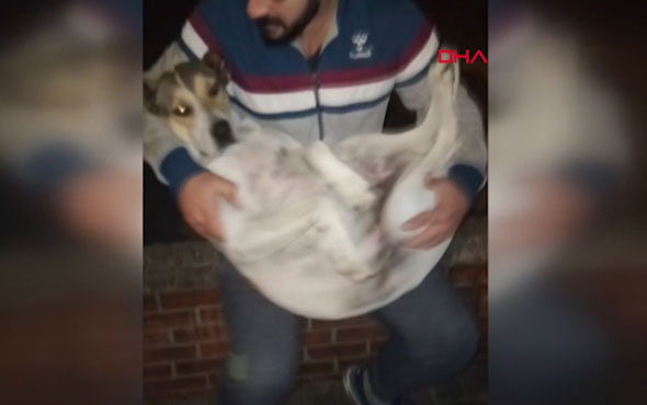 Kokoreç ustası sokak köpeklerini nini söyleyerek uyutuyor