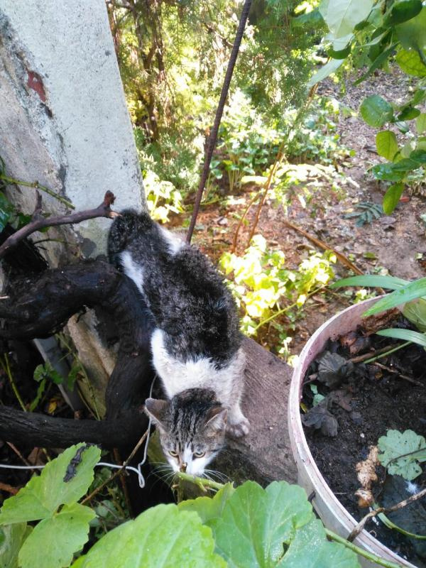 Bacağına demir çubuk saplanan kediyi böyle kurtardılar!