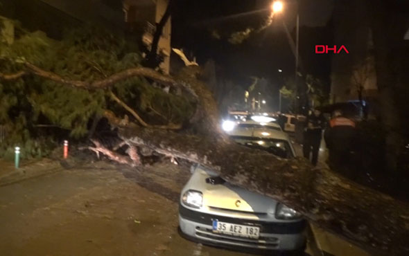 Yerinden sökülen ağaç otomobilin üzerine devrildi