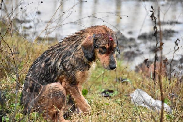 Cani sürücü ölüme terk etti: 112 ekibi ve askerler seferber oldu!