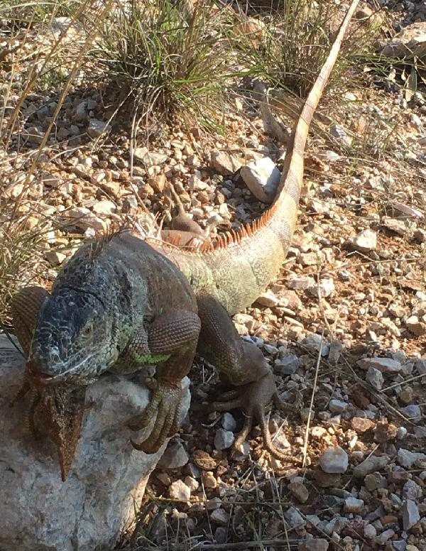 Görenler hayrete düştü! Yol kenarında 1 metre boyunda iguana bulundu