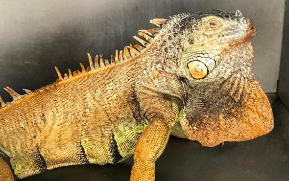 Görenler hayrete düştü! Yol kenarında 1 metre boyunda iguana bulundu