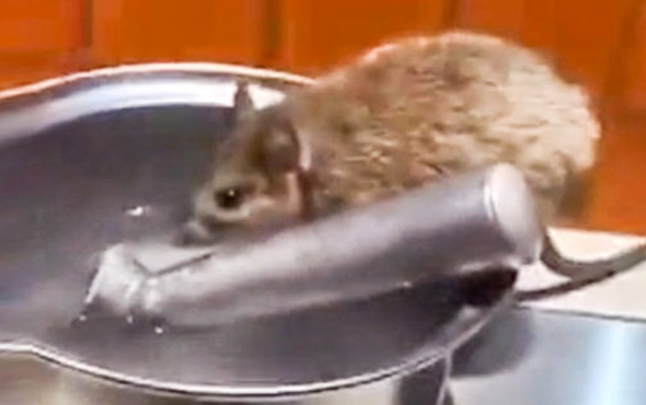 Restoranda tezgahın üzerinde su içen fare!