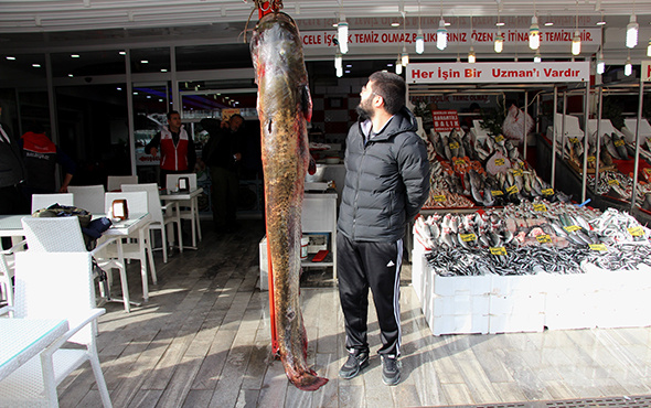 Görenleri hayrete düşüren dev balık! 2 metre 30 santim...