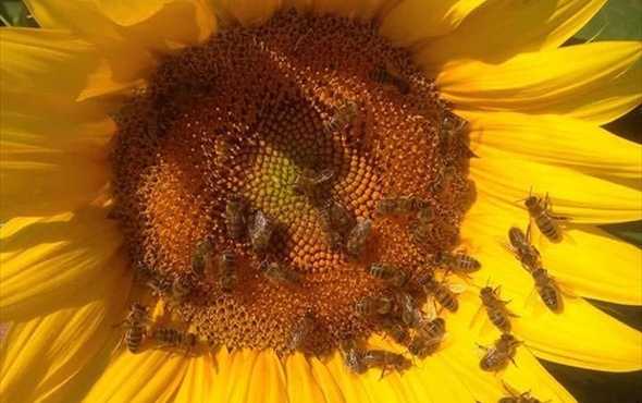 Arı kolonilerini kurtaran karar, bal verimini de artıracak
