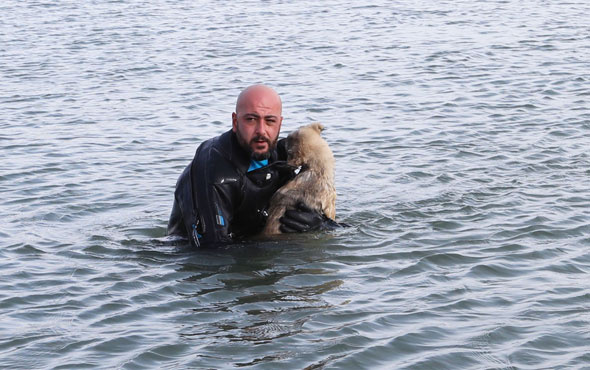 Donan gölde mahsur kalan yavru köpek için seferberlik