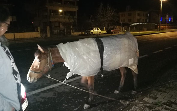 Atı donmasın diye naylonla sardılar