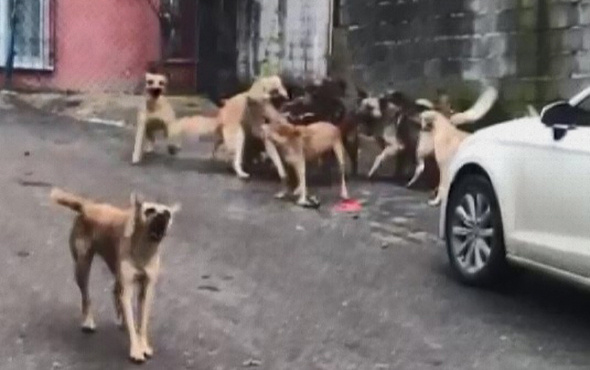 30’un üzerinde köpekle yaşıyordu: Gözaltına alındı!