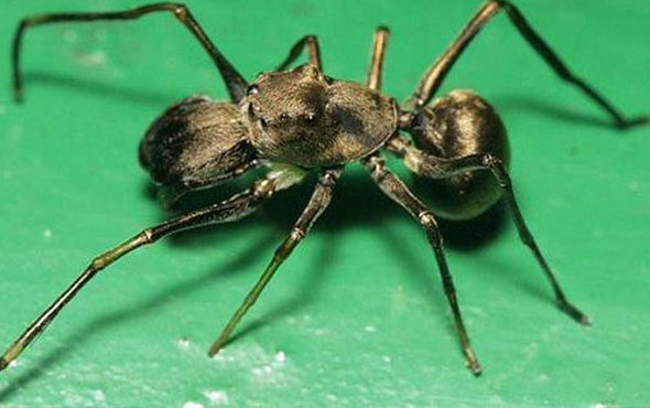 Çin'de ilginç bir örümcek türü keşfedildi!