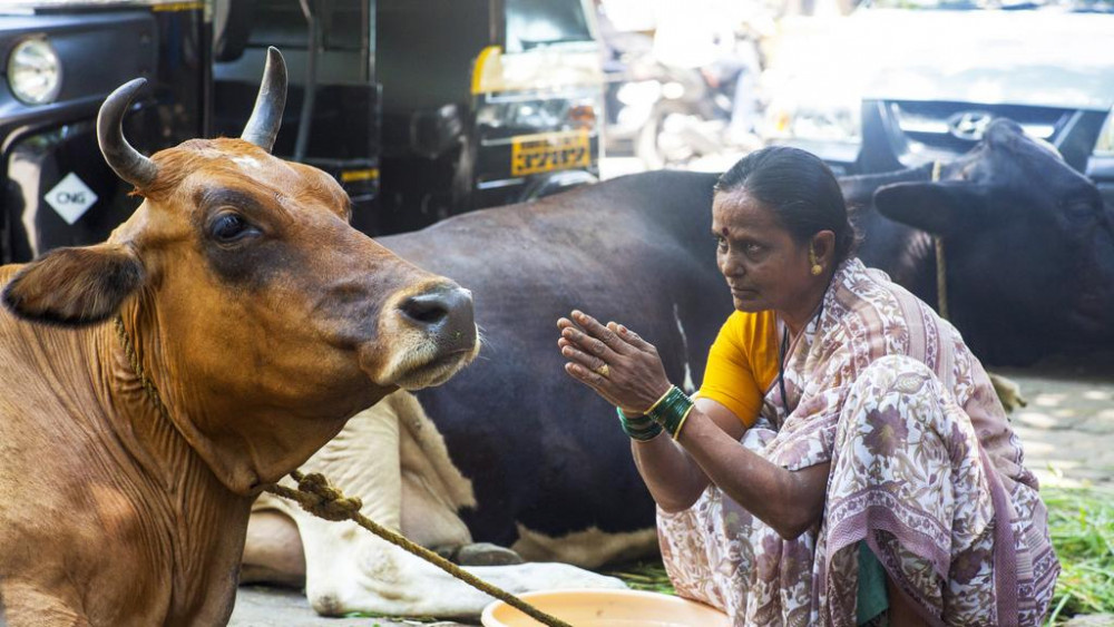 Hindistan'da inek eti protestosunda 2 kişi öldü