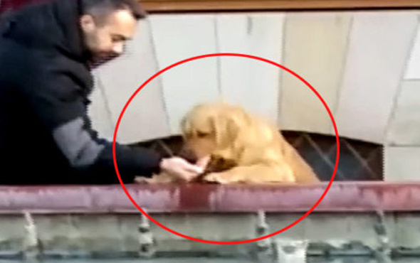 Susayan köpeğe elleriyle su içirdi 