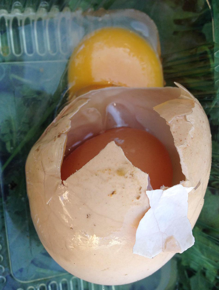 Yumurtanın içinden çıktı görenler gözlerine inanamadı