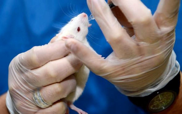 Bilim insanları farelerde denedi kadınları korkuttu