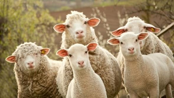 300 koyun verilecek çiftçi anneye sigorta