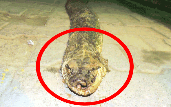 Tekirdağ'da bulundu 3 metre 20 santim uzunluğunda!