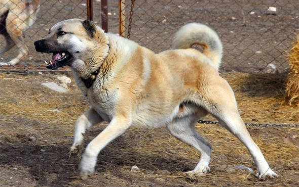 Kangal köpekleri Afrin'e gidiyor!