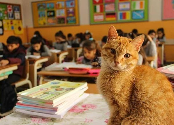 Okul Kedisi Tombi sınıfına kavuşuyor