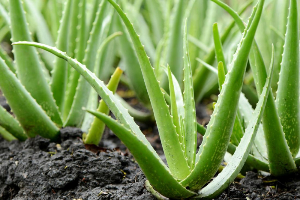 Aloe Vera suyu nasıl hazırlanır?