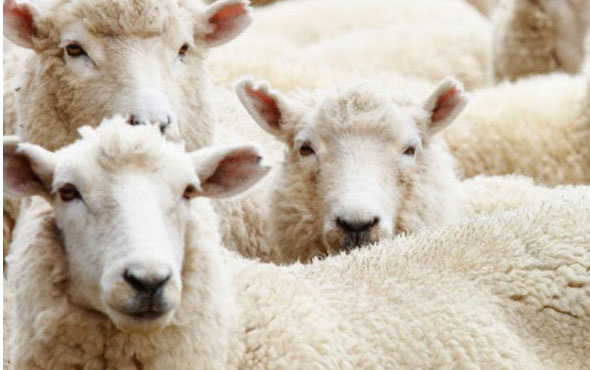 300 koyun alma şartlarına yeni düzenleme kimler destek alamayacak?