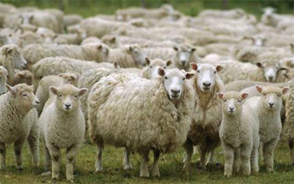 300 koyun projesinde yeni hamle son TİGEM başvuru şartları neler?