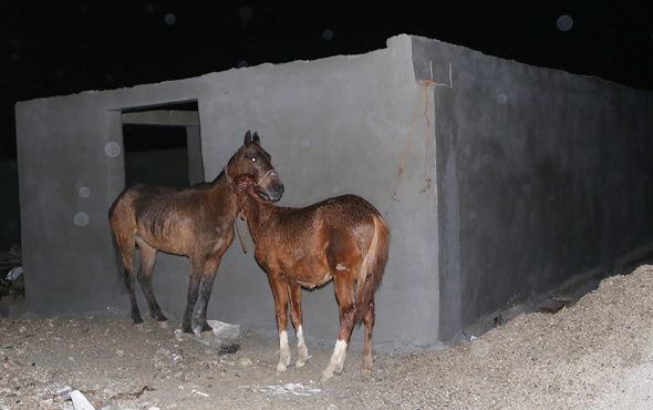 Adana'da kaçak at kesimi baskını