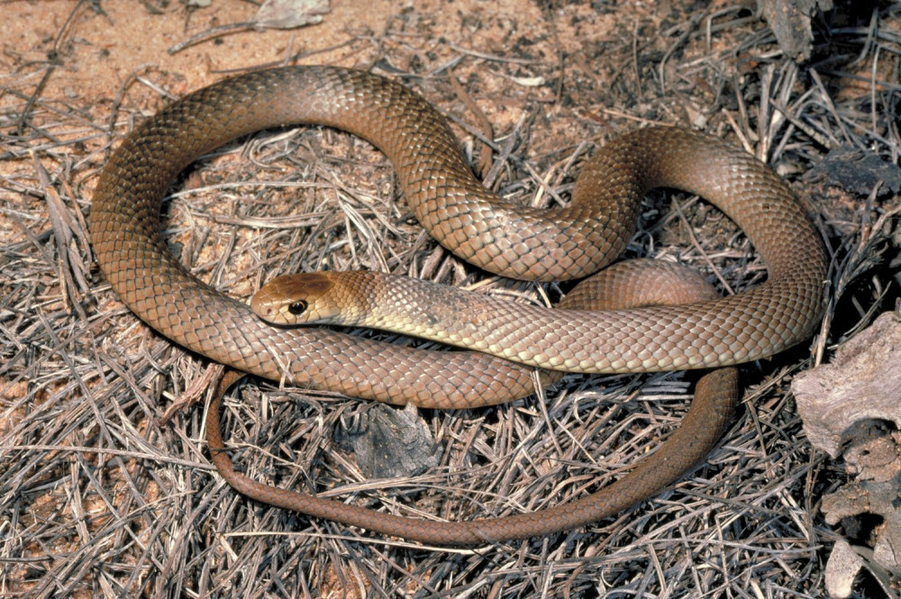İşte dünyanın en zehirli yılanları