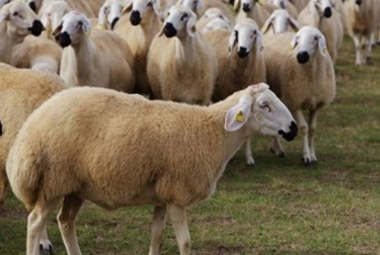 300 koyun alma şartı geri ödeme ne zaman başlıyor?