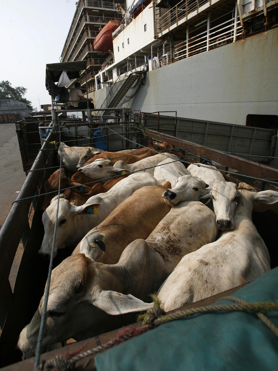 Yüzen ahır 7500 sığırla Bandırma'ya demir attı