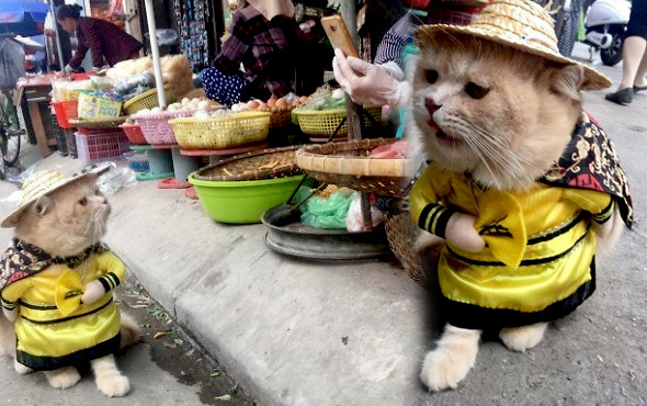 'Balıkçı kedi' fenomen oldu! Görenler hayrete düşüyor