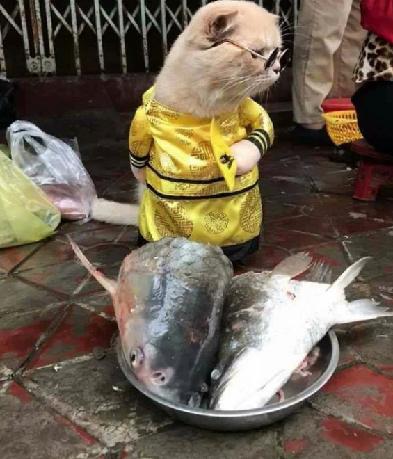 'Balıkçı kedi' fenomen oldu! Görenler hayrete düşüyor