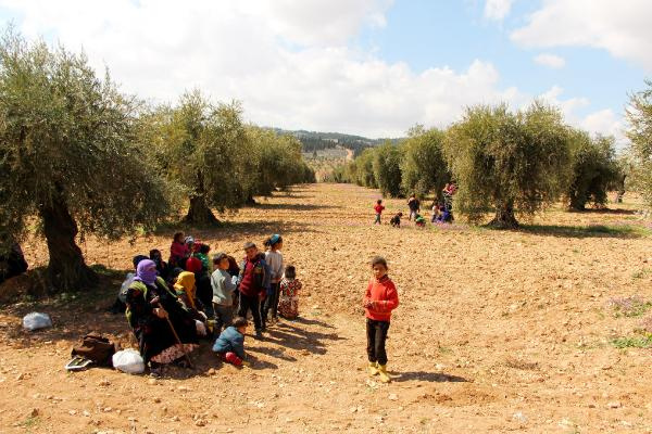 Afrin'den kaçanlar zeytinliklere sığındı...