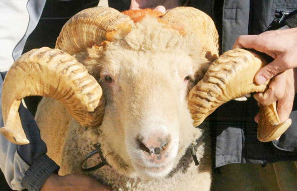 300 koyun alma başvurusu TİGEM kayıt için son saatler