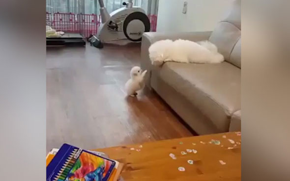 Yavrusuna atlamayı öğreten anne köpek
