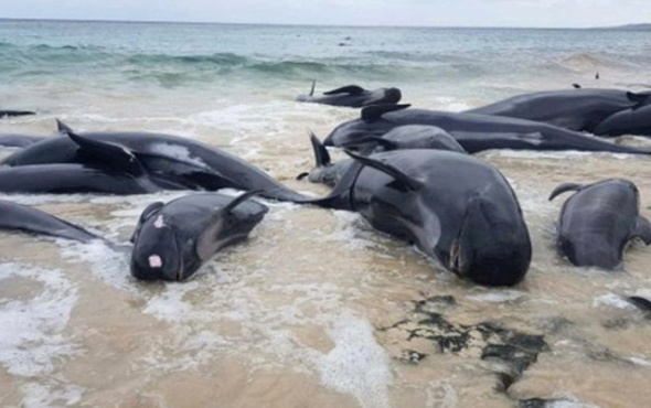 Avustralya'da 150 balina kıyıya vurdu