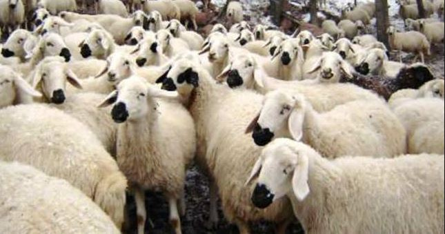 300 koyun projesi dağıtımlar başlıyor son haberler neler?