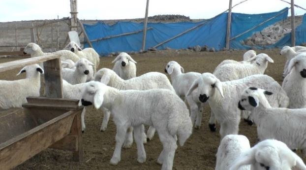 300 koyun dağıtımı için bakan net tarih verdi işte o tarih!