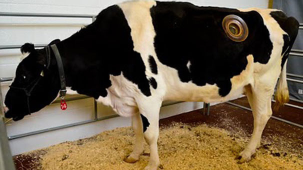 Vahşi kapitalizim işte bu! Birkaç litre fazla süt için ineklere yaptıklarına bak