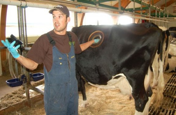 Vahşi kapitalizim işte bu! Birkaç litre fazla süt için ineklere yaptıklarına bak