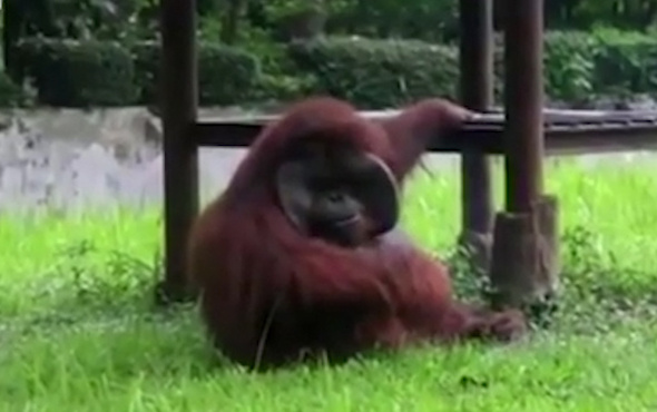 Sigara içen orangutan sosyal medyayı salladı