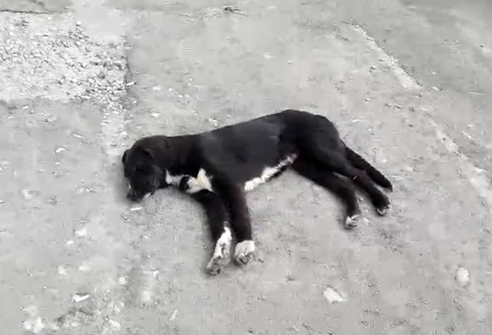 Yaşananları gözyaşları içinde anlattı: 'Bunlar insanlık suçu!'