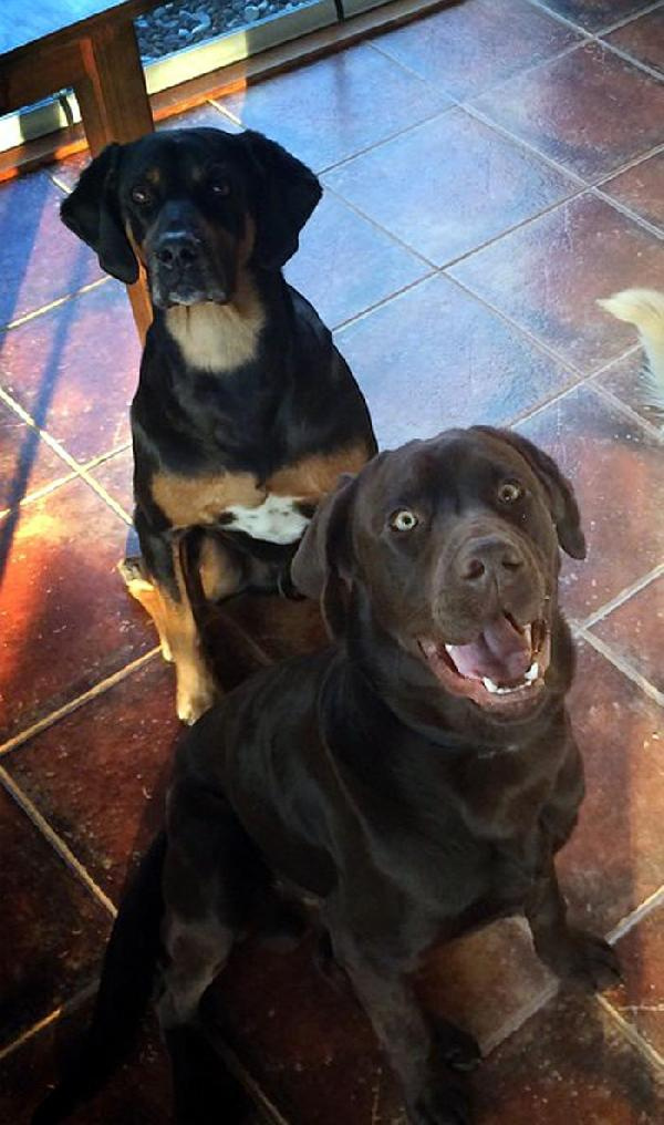 Tanem Sivar'ın köpeklerini zehirleyen sanığa hapis şoku